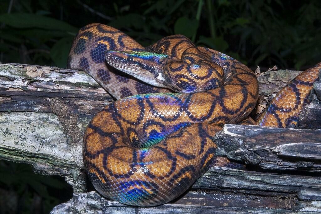 Imagem do Jiboia Arco-Íris